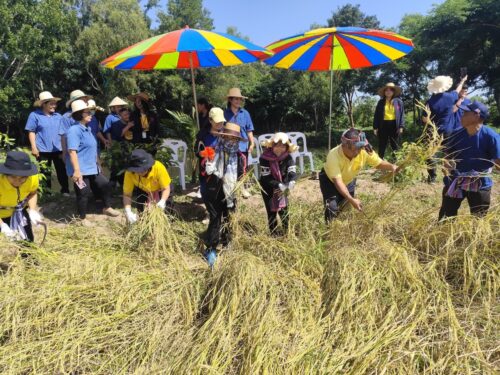 พิธีเกี่ยวข้าวปฐมฤกษ์ แปลงเกษตรอินทรีย์ ศูนย์การเรียนรู้การประกอบอาชีพครอบครัวคนพิการ